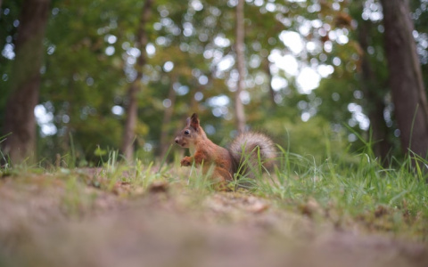 Ожидаются заморозки: синоптики рассказали о погоде в Саранске на 18 мая