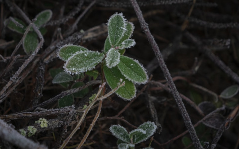 Оперативное предупреждение: по Мордовии ударят заморозки