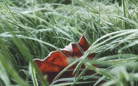 Заморозки вновь ожидаются в Мордовии
