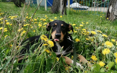 Забери меня домой: в Саранске бездомные животные ищут заботливых хозяев