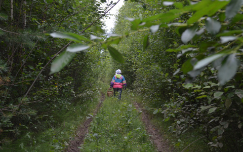 В Мордовии пенсионерка ушла в лес за грибами и заблудилась