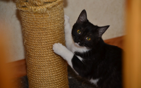 Забери меня домой: в Саранске бездомные животные ищут заботливых хозяев