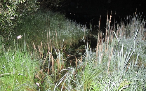 Не умела плавать, но решила искупаться: появились подробности о женщине, утонувшей в Мордовии