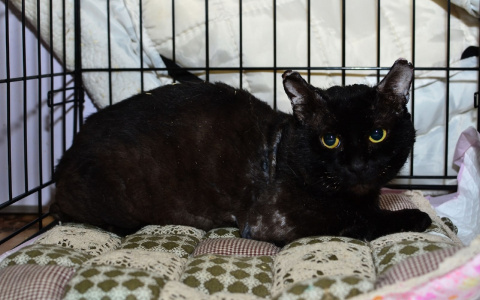 Забери меня домой: в Саранске бездомные животные ищут заботливых хозяев