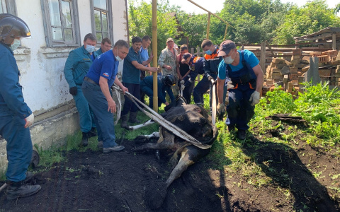 В Мордовии спасатели помогли упавшей в яму корове