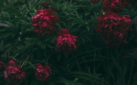 Плодотворный день у Львов, а Козерогам нужно сохранять самообладание: гороскоп на 19 июня