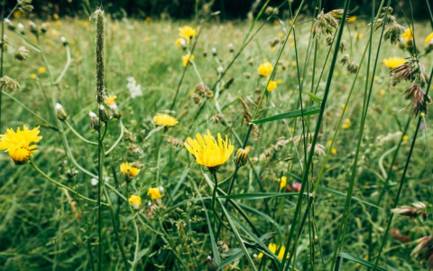 Синоптики рассказали о погоде в Саранске на 20 июня