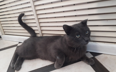 Забери меня домой: в Саранске бездомные животные ищут заботливых хозяев