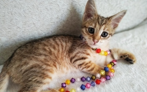 Забери меня домой: в Саранске бездомные животные ищут заботливых хозяев