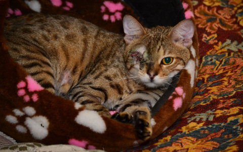 Забери меня домой: в Саранске бездомные животные ищут заботливых хозяев