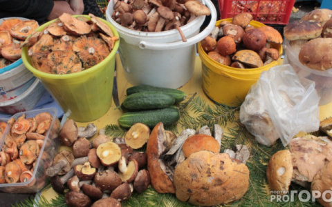 Такая частая ошибка: Роспотребнадзор Мордовии рассказал о том, как правильно собирать грибы