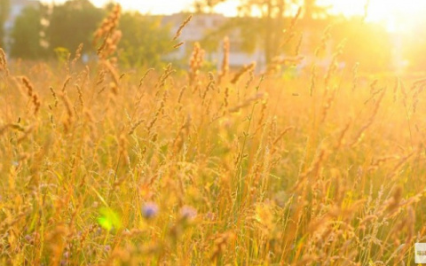Синоптики рассказали о погоде в Саранске на 12 июля