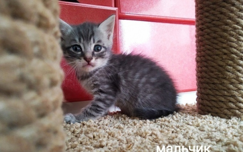 Забери меня домой: в Саранске бездомные животные ищут заботливых хозяев