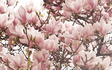 Близнецам сопутствует удача, а Козерогам нужно обдумывать каждый шаг: гороскоп на 13 июля для всех знаков