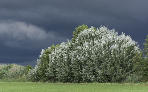 МЧС: в ближайший час на Саранск обрушится сильный ветер