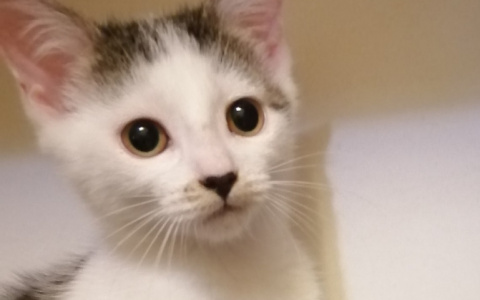 Забери меня домой: в Саранске бездомные животные ищут заботливых хозяев