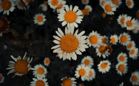 У Львов начнутся новые отношения, а у Рыб ждут денежные поступления: гороскоп на 3 августа  для всех знаков