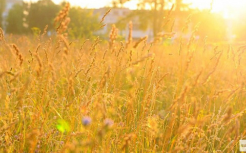 Синоптики рассказали о погоде в Саранске на 9 августа