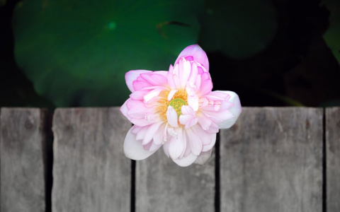 Тельцам трудно сосредоточиться, а Водолеи полны энергии: гороскоп на 9 августа для всех знаков