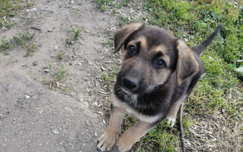 Забери меня домой: в Саранске бездомные животные ищут заботливых хозяев