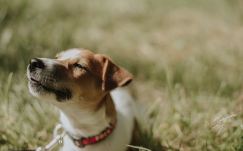 Много радости у Тельцов, а Дев ждет успех в делах: гороскоп на 16 августа для всех знаков