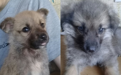 Забери меня домой: в Саранске бездомные животные ищут заботливых хозяев