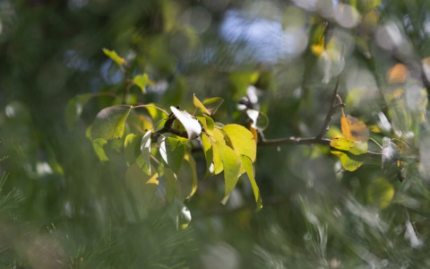 Синоптики рассказали о погоде в Саранске на 26 августа