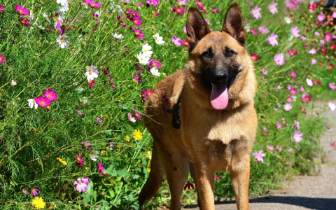 Забери меня домой: в Саранске бездомные животные ищут заботливых хозяев