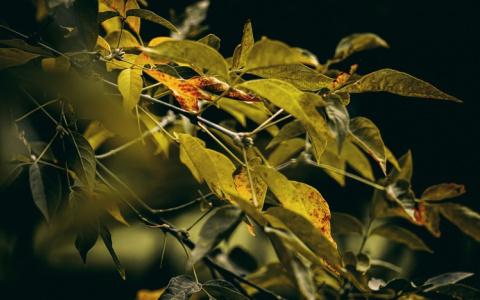 Синоптики рассказали о погоде в Саранске на второе сентября