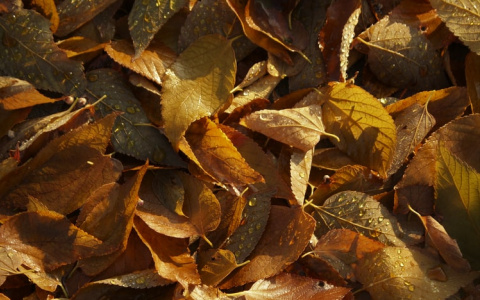 Синоптики рассказали о погоде в Саранске на 8 сентября