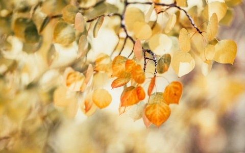 Синоптики рассказали о погоде в Саранске на 12 сентября