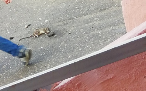 «Какие люди злые стали»: пользователей сети шокировала детская игра в одном из дворов Саранска