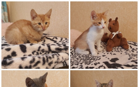 Забери меня домой: в Саранске бездомные животные ищут заботливых хозяев