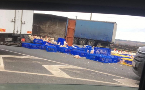 Под Саранском перевернулся грузовик с курами, часть птиц погибла