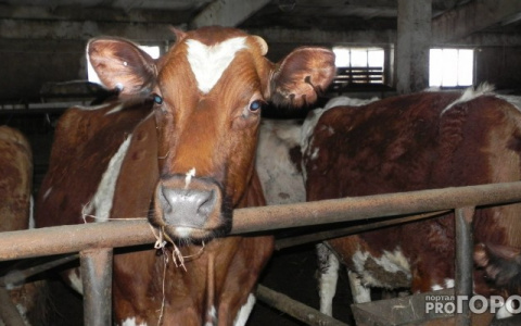 В Мордовии мужчина едва не убил односельчанина из-за коровы