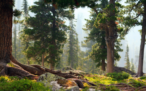 Более 4 млн клиентов Россельхозбанк приняли участие в акции по восстановлению сибирской тайги