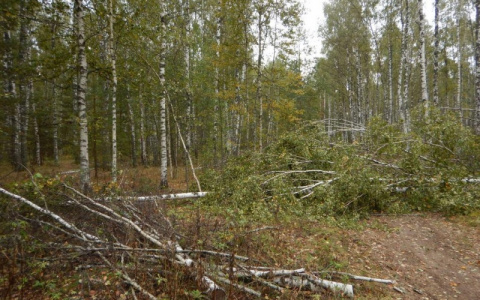 В Мордовии «черный лесоруб» вырубил лес на 170 тысяч рублей