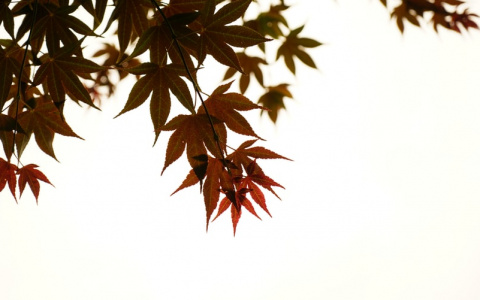 Синоптики рассказали о погоде в Саранске на 28 октября