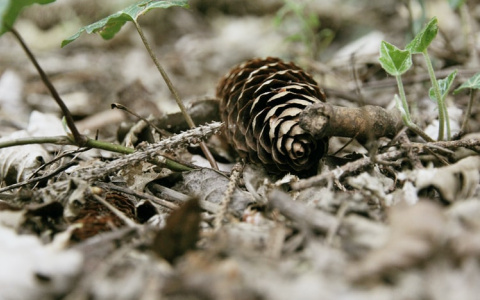 Жительница Мордовии заблудилась в лесу во время сбора шишек