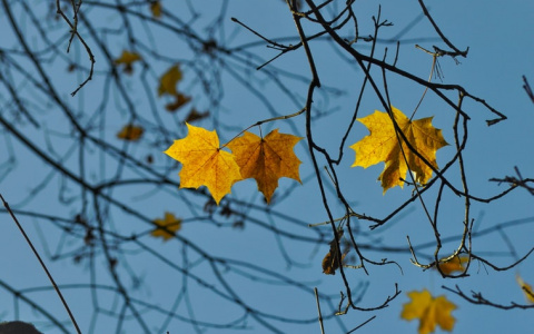 Синоптики рассказали о погоде в Саранске на 3 ноября