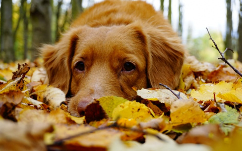 Синоптики рассказали о погоде в Саранске на 5 ноября