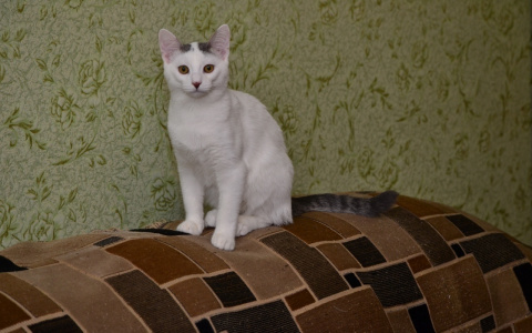 Забери меня домой: в Саранске бездомные животные ищут заботливых хозяев