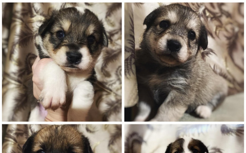 Забери меня домой: в Саранске бездомные животные ищут заботливых хозяев