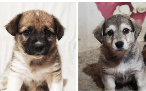 Забери меня домой: в Саранске бездомные животные ищут заботливых хозяев