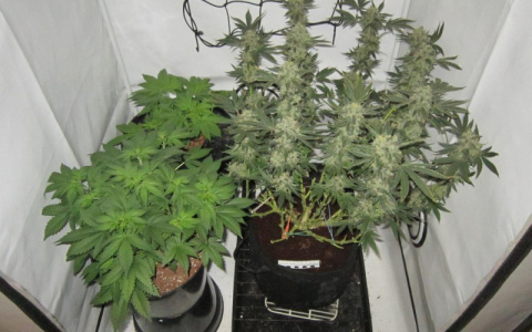 Житель Мордовии оборудовал в своей квартире лабораторию для выращивания конопли