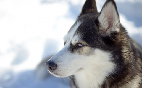 В Саранске на маму с двумя детьми напала собака