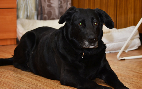 Забери меня домой: в Саранске бездомные животные ищут заботливых хозяев