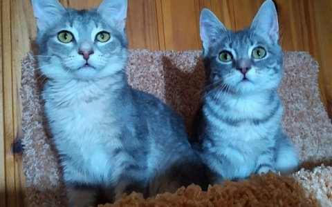 Забери меня домой: в Саранске бездомные животные ищут заботливых хозяев