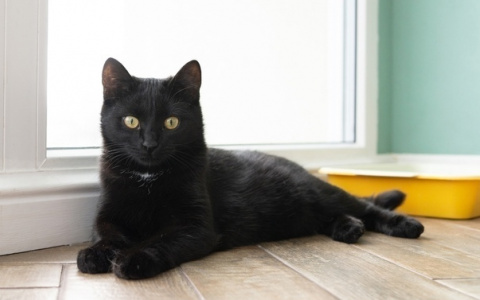 Забери меня домой: в Саранске бездомные животные ищут заботливых хозяев