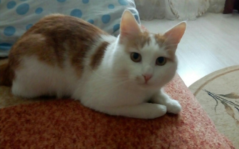 Забери меня домой: в Саранске бездомные животные ищут заботливых хозяев